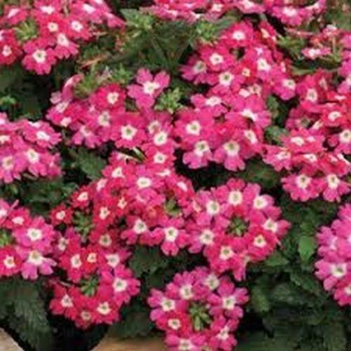 50 Rose Verbena Nana Compacta Seeds - Seed World