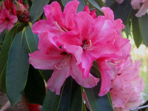 50 Rosebay Rhododendron Seeds - Seed World