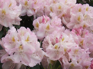 50 Rosebay Rhododendron Seeds - Seed World