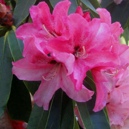 50 Rosebay Rhododendron Shrub Seeds - Seed World