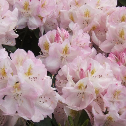 50 Rosebay Rhododendron Shrub Seeds - Seed World