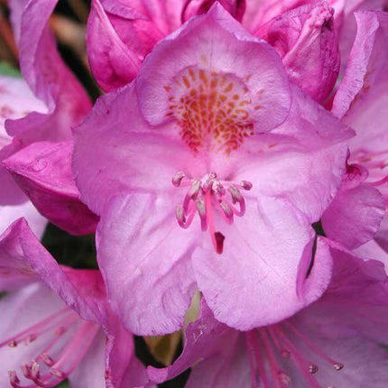 50 Rosebay Rhododendron Shrub Seeds - Seed World