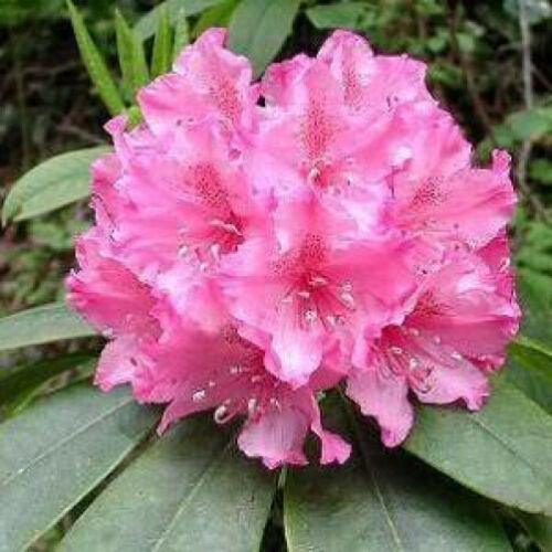 50 Rosebay Rhododendron Shrub Seeds - Seed World