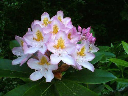 50 Rosebay Rhododendron Shrub Seeds - Seed World