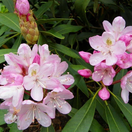 50 Rosebay Rhododendron Shrub Seeds - Seed World