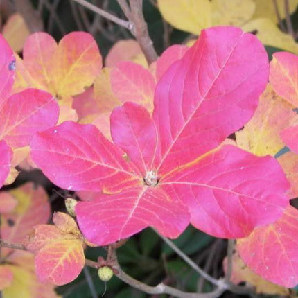 50 Royal Azalea | Rhododendron Schlippenbachii Seeds - Seed World