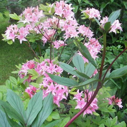 50 Royal Azalea | Rhododendron Schlippenbachii Seeds - Seed World