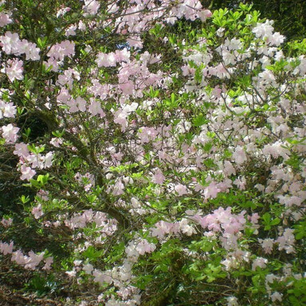 50 Royal Azalea | Rhododendron Schlippenbachii Seeds - Seed World