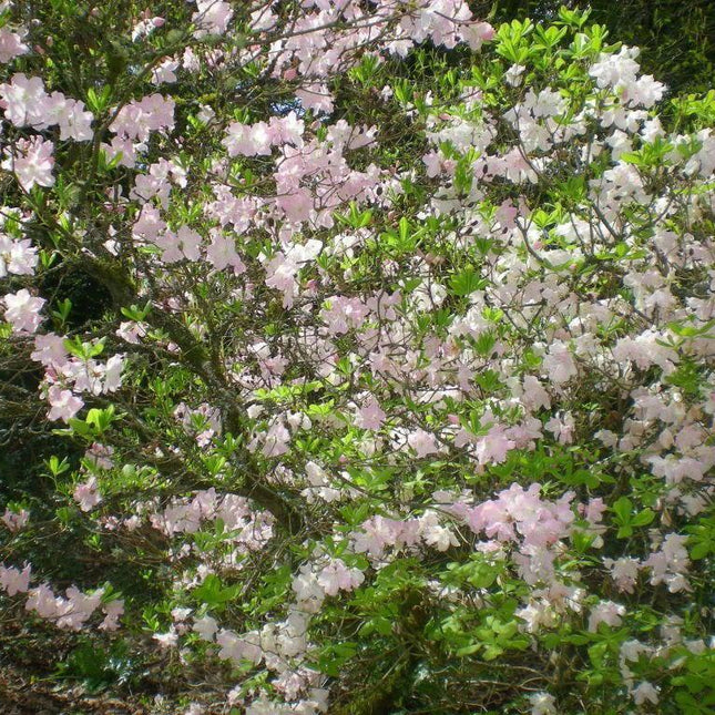 50 Royal Azalea | Rhododendron Schlippenbachii Seeds - Seed World
