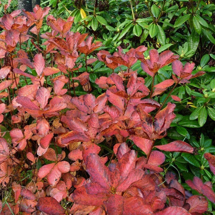 50 Royal Azalea | Rhododendron Schlippenbachii Seeds - Seed World
