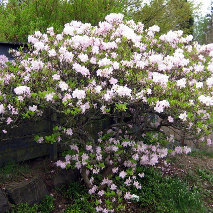 50 Royal Azalea | Rhododendron Schlippenbachii Seeds - Seed World