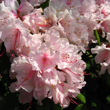 50 Royal Azalea | Rhododendron Schlippenbachii Seeds - Seed World