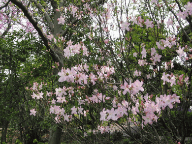 50 Royal Azalea, Rhododendron Schlippenbachii Seeds - Seed World