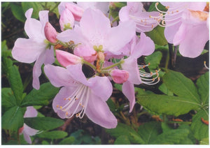 50 Royal Azalea, Rhododendron Schlippenbachii Seeds - Seed World