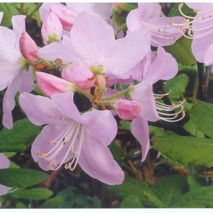 50 Royal Azalea, Rhododendron Schlippenbachii Seeds - Seed World