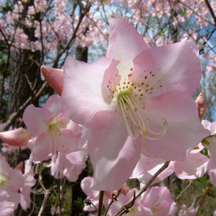50 Royal Azalea, Rhododendron Schlippenbachii Seeds - Seed World