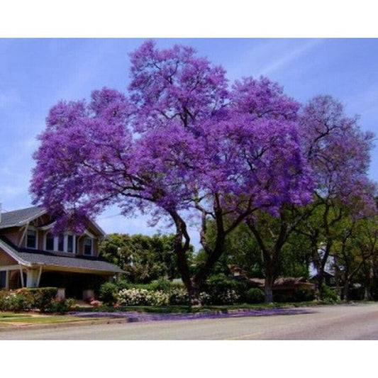 50 Royal Empress Tree Seeds - Seed World