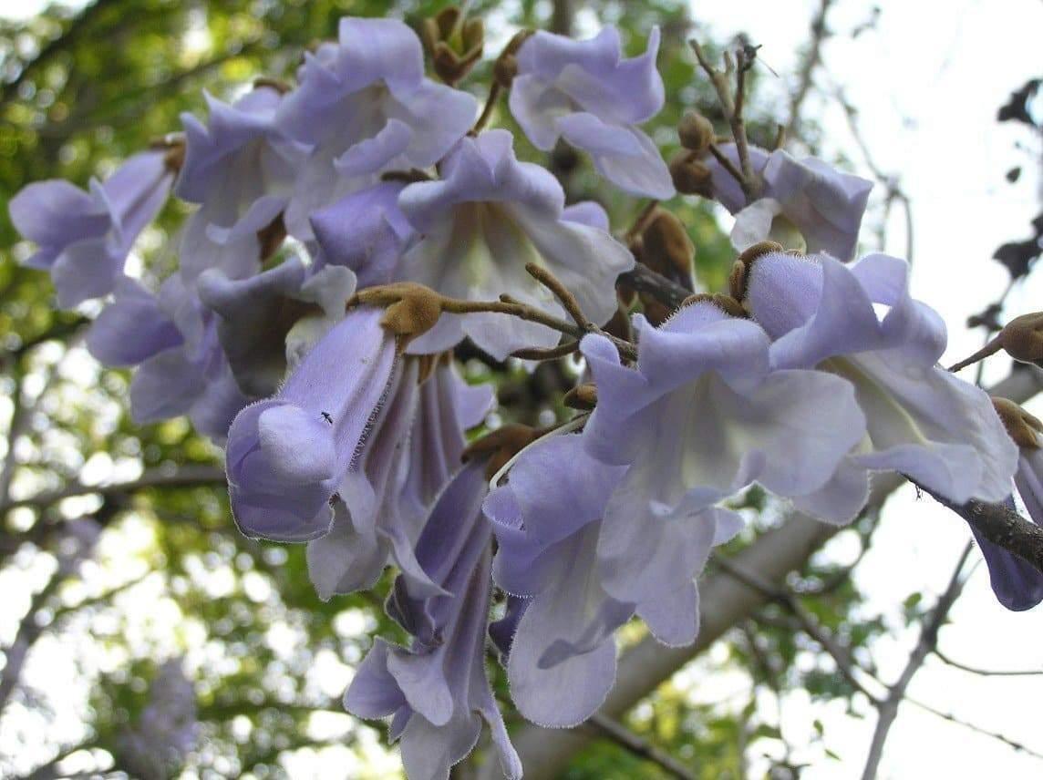 50 Royal Empress Tree Seeds - Seed World
