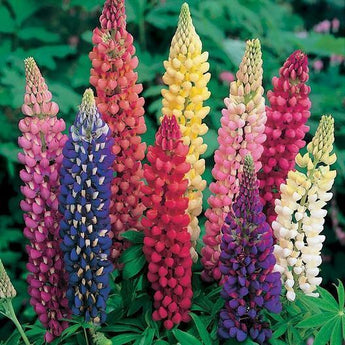 50 Russell Lupine Mix Seeds - Seed World