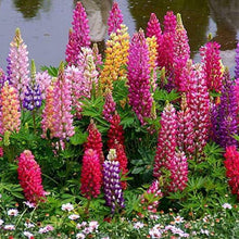 50 Russell Lupine Mix Seeds - Seed World
