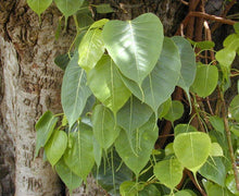 50 Sacred Fig - Peepul Tree Seeds (Ficus Religiosa) Seeds - Seed World