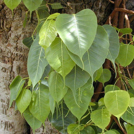 50 Sacred Fig Seeds - Seed World