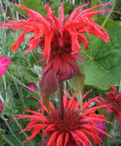50 Scarlet Red Bee Balm Seeds - Seed World