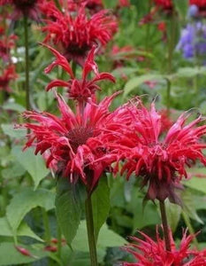 50 Scarlet Red Bee Balm Seeds - Seed World