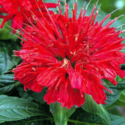 50 Scarlet Red Bee Balm Seeds - Seed World