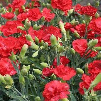 50 Scarlet Red Carnation (Dianthus Caryophyllus) Flower Seeds - Seed World