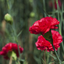 50 Scarlet Red Carnation (Dianthus Caryophyllus) Flower Seeds - Seed World