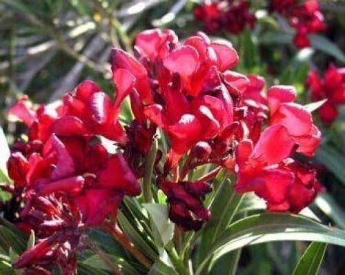 red oleander tree
