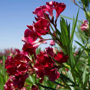 50 Scarlet Red Nerium Oleander Nerium Seeds - Seed World