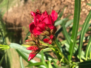 50 Scarlet Red Nerium Oleander Nerium Seeds - Seed World