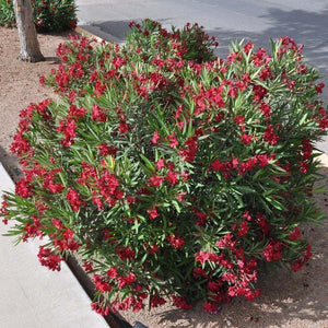 50 Scarlet Red Nerium Oleander Nerium Seeds - Seed World