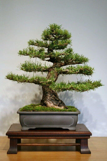 50 Scotch Pine (Pinus Sylvestris) Seeds - Seed World