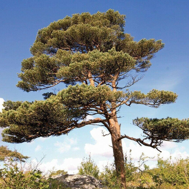 50 Scotch Pine (Pinus Sylvestris) Seeds - Seed World