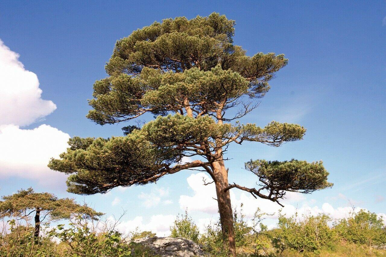 50 Scotch Pine (Pinus Sylvestris) Seeds - Seed World