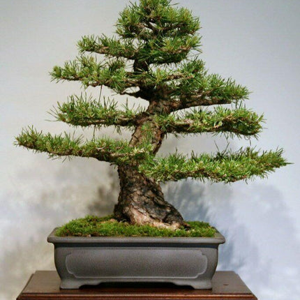 50 Scotch Pine (Pinus Sylvestris) Seeds - Seed World