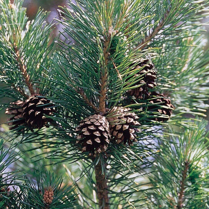 50 Scotch Pine (Pinus Sylvestris) Seeds - Seed World