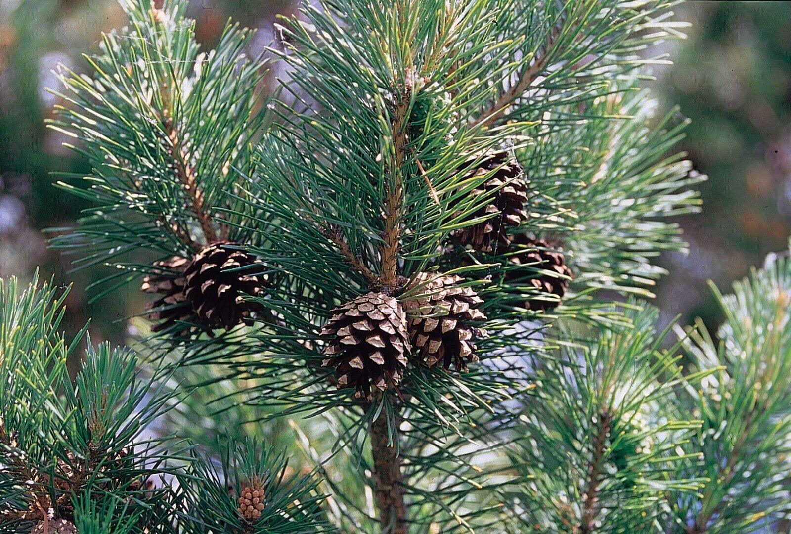 50 Scotch Pine (Pinus Sylvestris) Seeds - Seed World