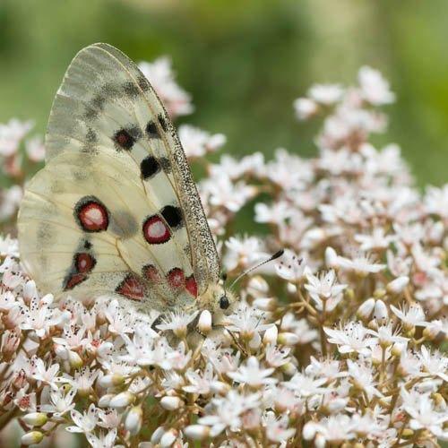 50 Sedum Oktoberfest Seeds - Seed World