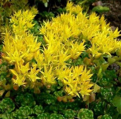 50 Sedum Oreganum Seeds - Seed World