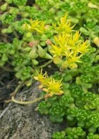 50 Sedum Oreganum Seeds - Seed World