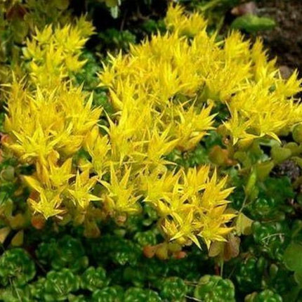 50 Sedum Oreganum Seeds - Seed World