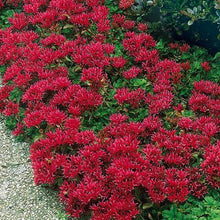 50 Sedum - Summer Glory Seeds - Seed World