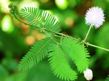 50 Sensitive Plant - Touch Me Not (Mimosa Pudica) Seeds - Seed World