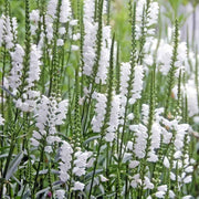 50 Showy Obedient Plant | False Dragon Head Seeds - Seed World