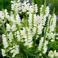 50 Showy Obedient Plant | False Dragon Head Seeds - Seed World