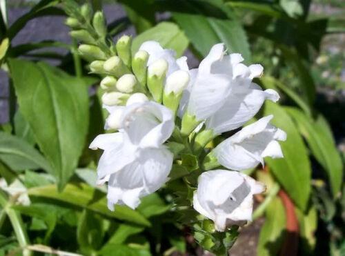 50 Showy Obedient Plant | False Dragon Head Seeds - Seed World